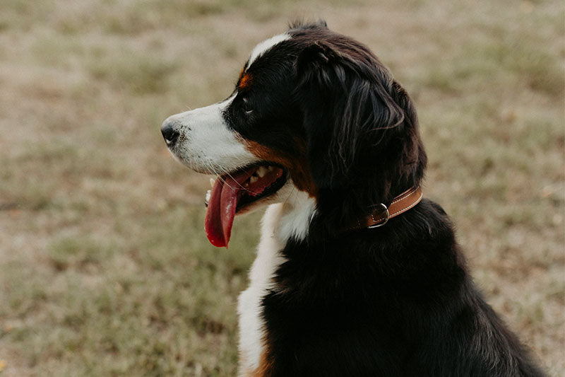 A medium-sized dog with black, brown, and white fur sits on grass, facing to the left. The dog's mouth is open and its tongue is hanging out, indicating it might be panting. The dog wears a brown collar.