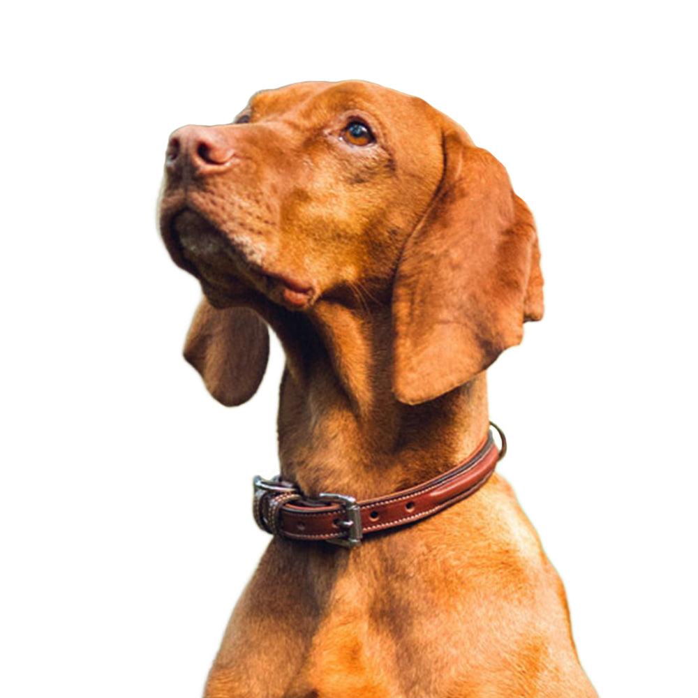 A brown dog with floppy ears looks up attentively, wearing the Bentley Deluxe Raised Collar by Hanks Belts, crafted from vegetable tanned leather. Its smooth fur and alert expression are accentuated by the white background.