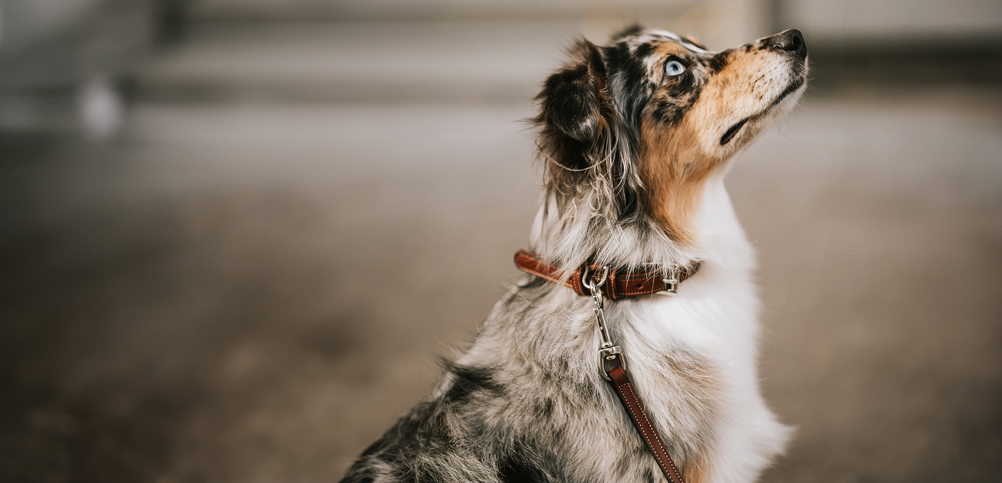 Hanks Leather Dog Collar & Leash on Dog Model