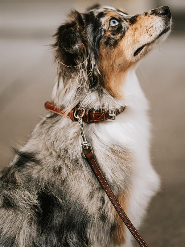 Hanks Leather Dog Collar & Leash on Dog Model in Oak