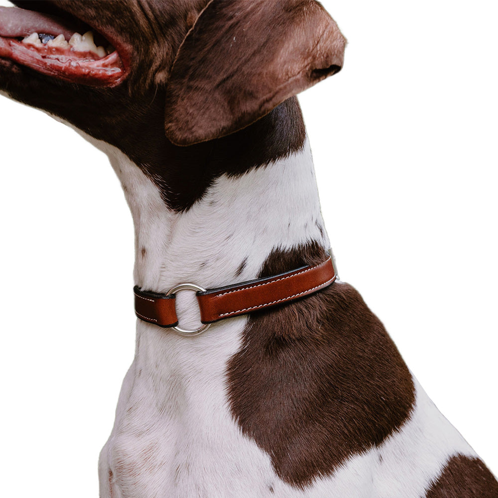 Close-up of a brown and white dog with an open mouth, sporting the Old Reliable Collar With D-Ring by Hanks Belts. This USA-made collar is crafted from vegetable-tanned leather, featuring white stitching and a metallic buckle against a plain white background.