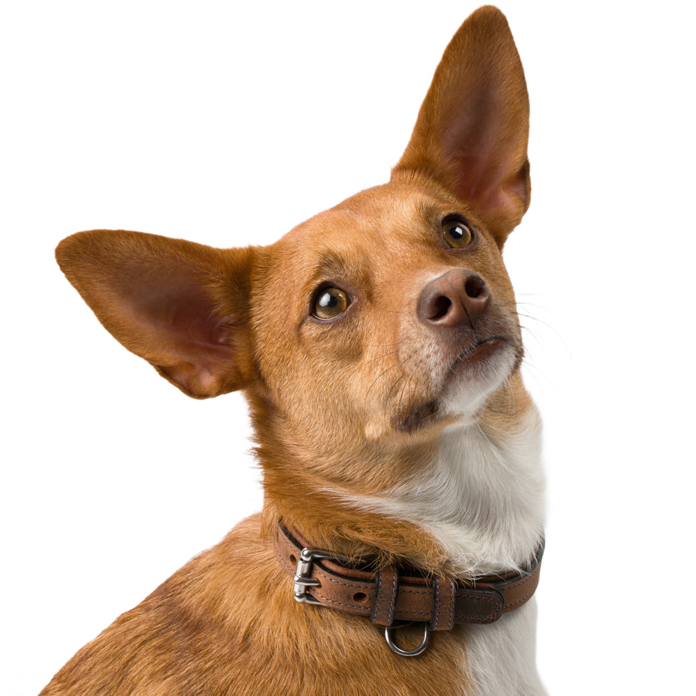 Against a white background, a brown dog with large ears and a white chest gazes upwards. It wears the Kodak Collar by Hanks Belts, crafted from Premium Bison Leather, featuring heavy-duty stainless steel hardware for style and durability.