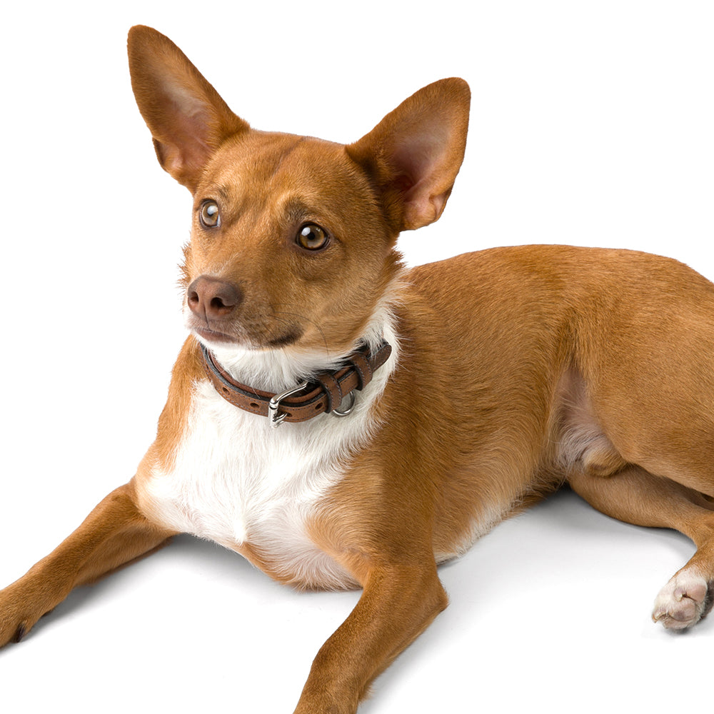 A small brown dog with pointy ears and a white chest lies on a white background, wearing a Kodak Collar by Hanks Belts, gazing to the side attentively.