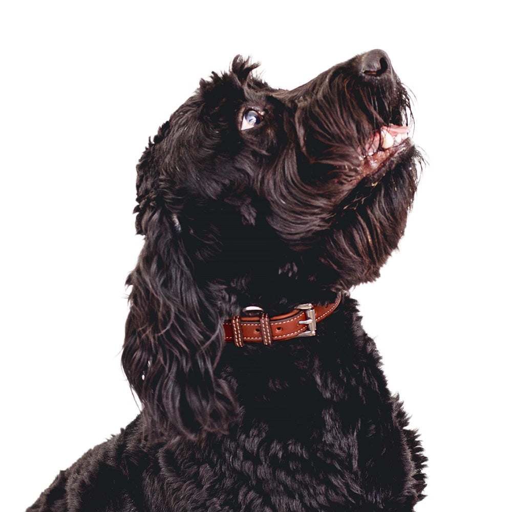 A black curly-coated dog with long ears looks up against a white background. It&#39;s wearing the Rover Standard Collar by Hanks Belts, made in the USA from premium vegetable-tanned brown leather. The dog&#39;s mouth is slightly open, showing its teeth.