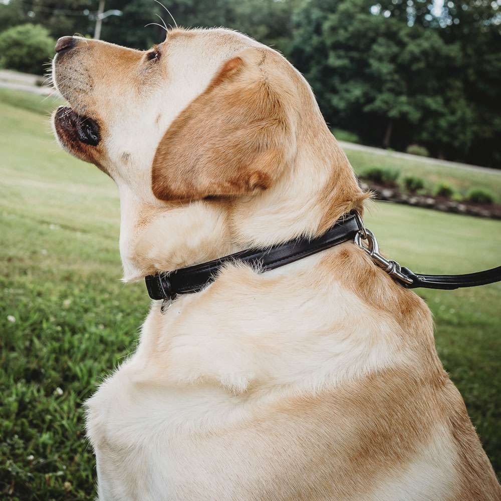 Dog collar best sale for labrador